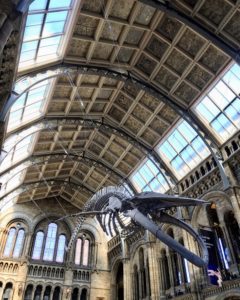 Natural History Museum Whale London Christian Tour Creation Science